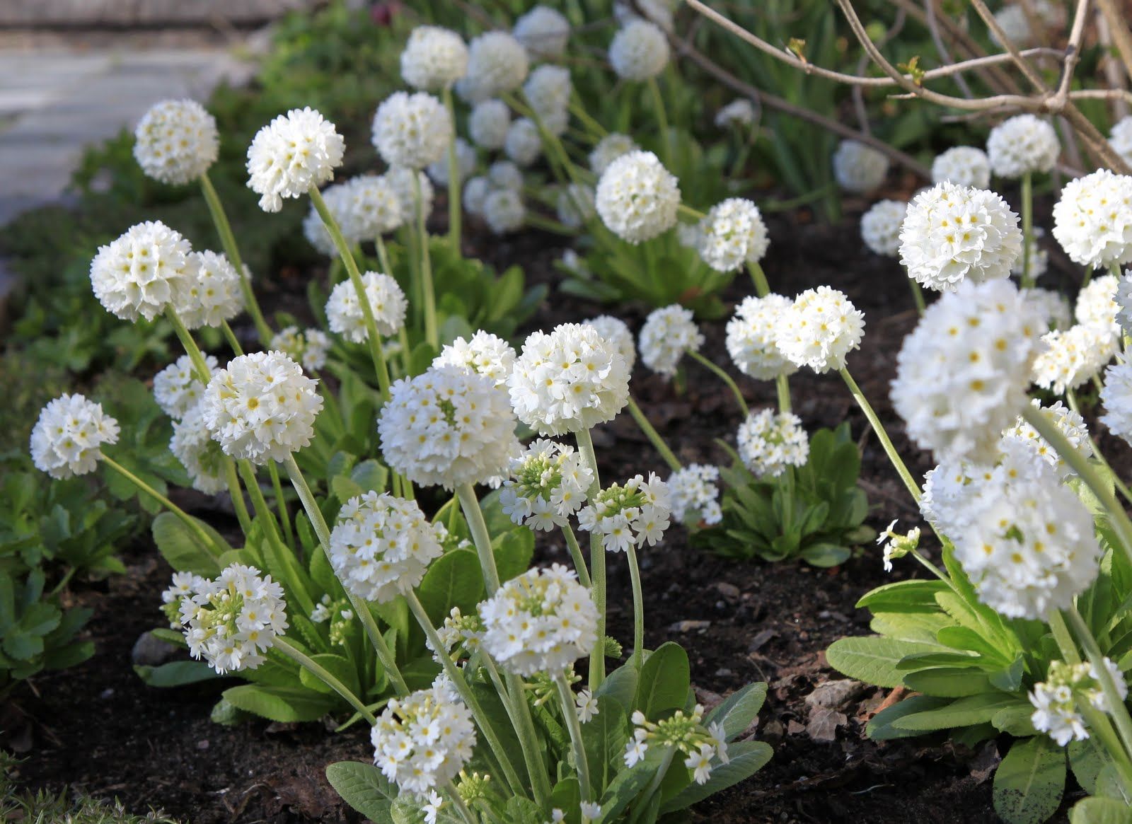 Primula denticulata 'Alba'